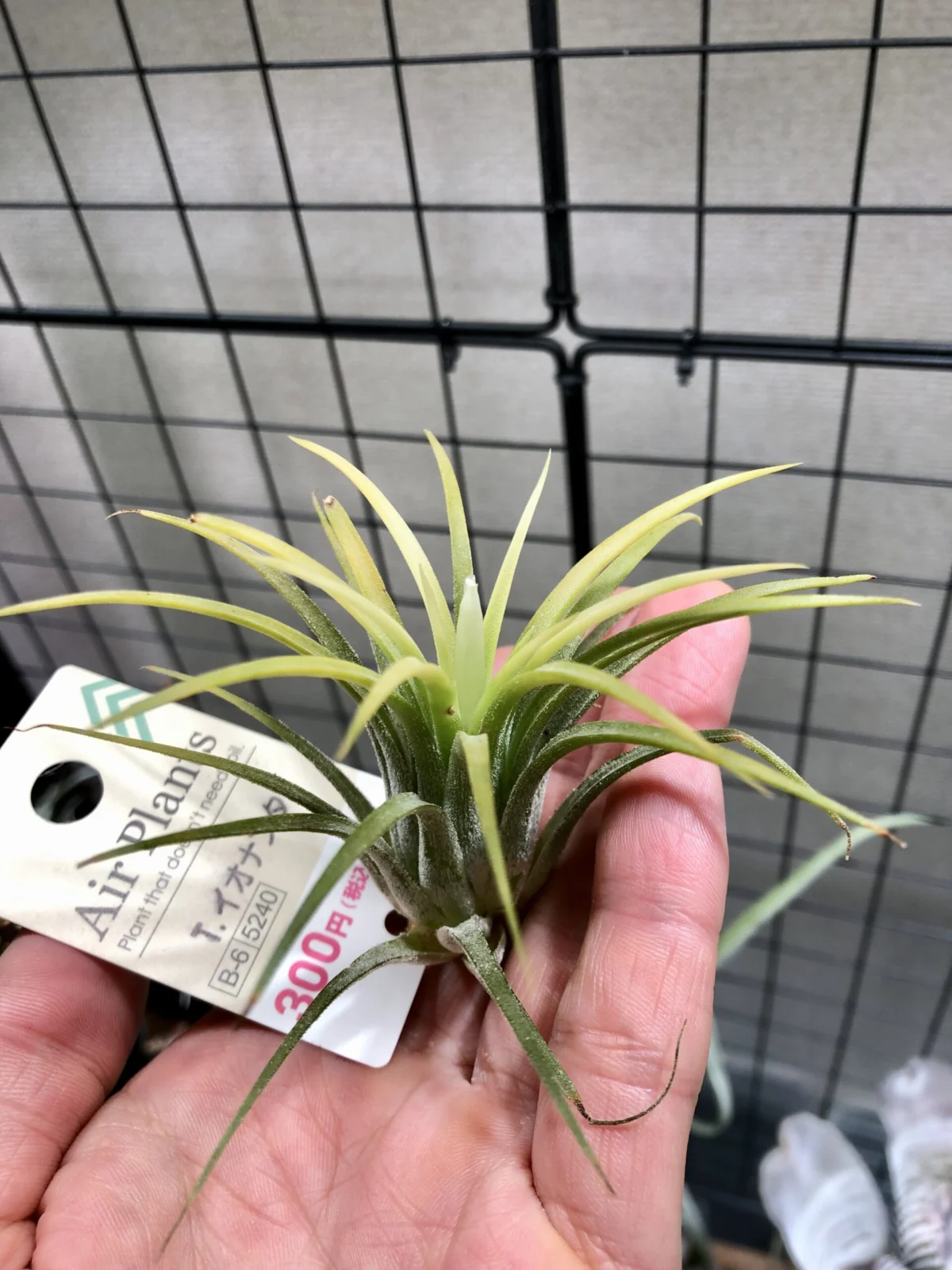 ティランジア　イオナンタ