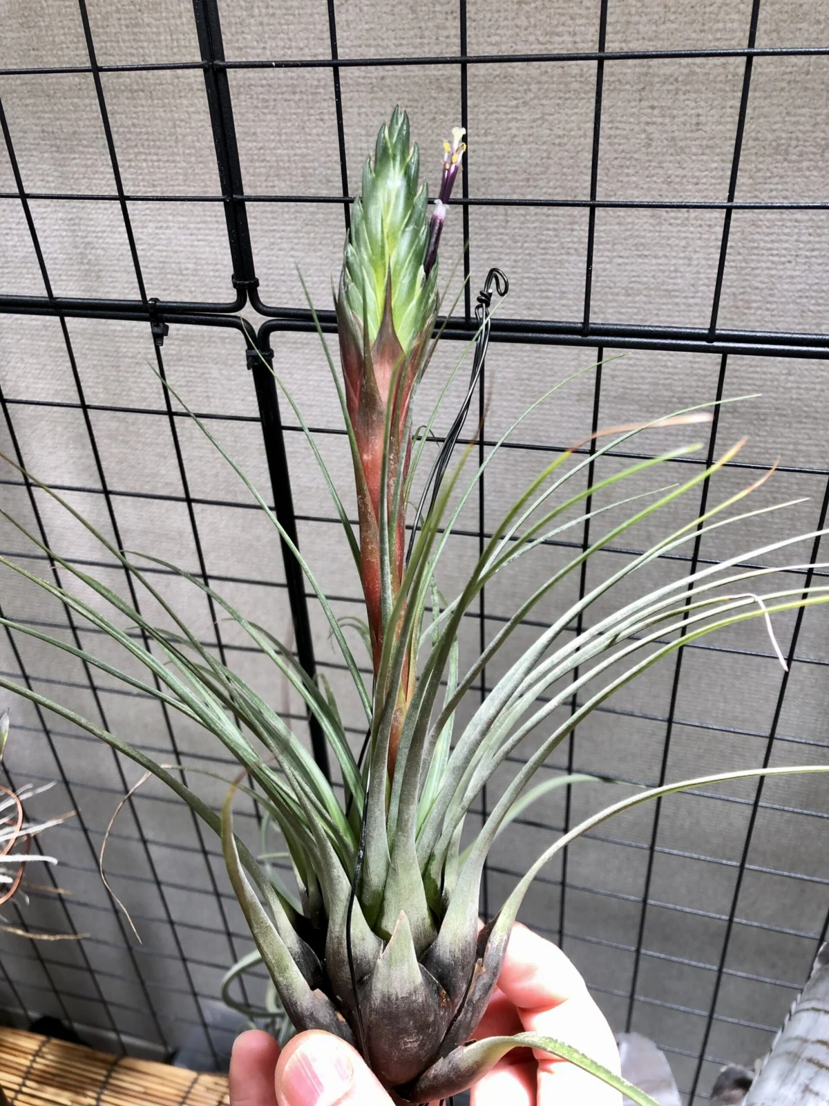 ティランジア　プンクトゥラータ