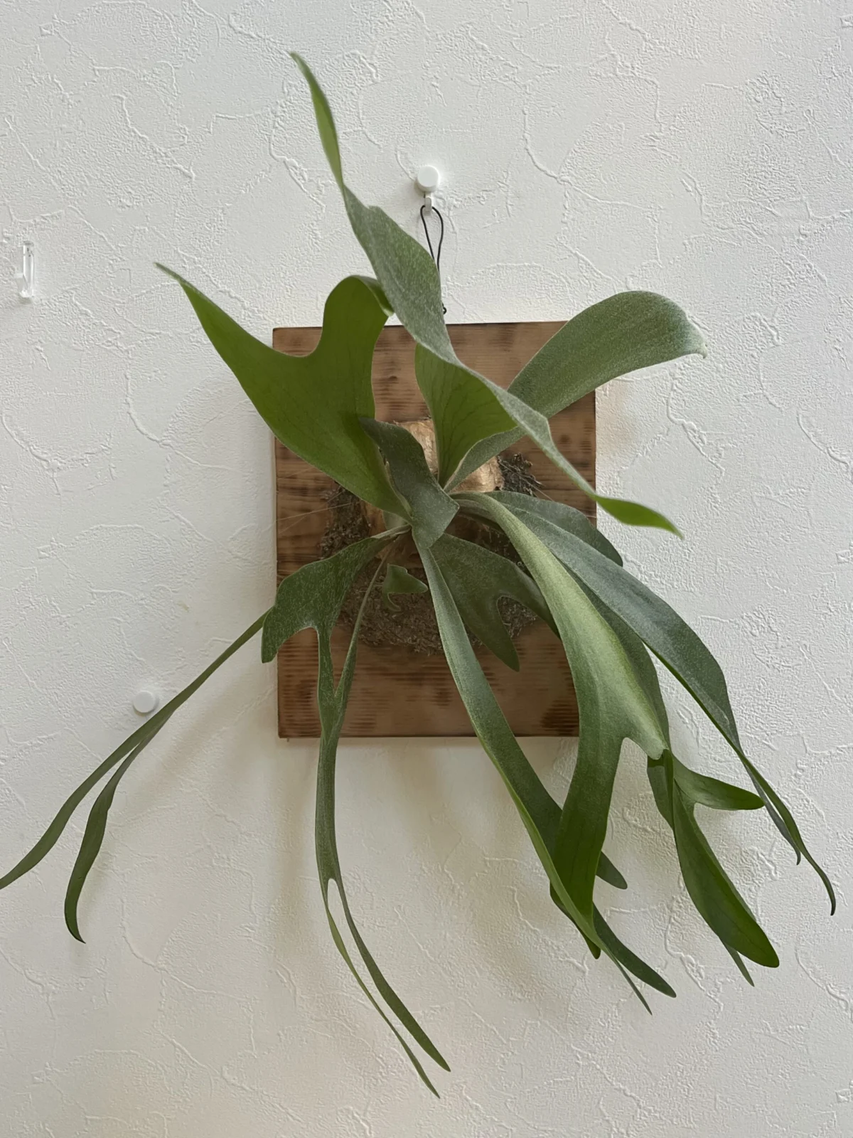 ビカクシダ　ネザーランド　板付