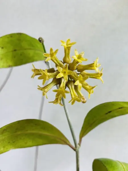 ホヤ　エスピー　花