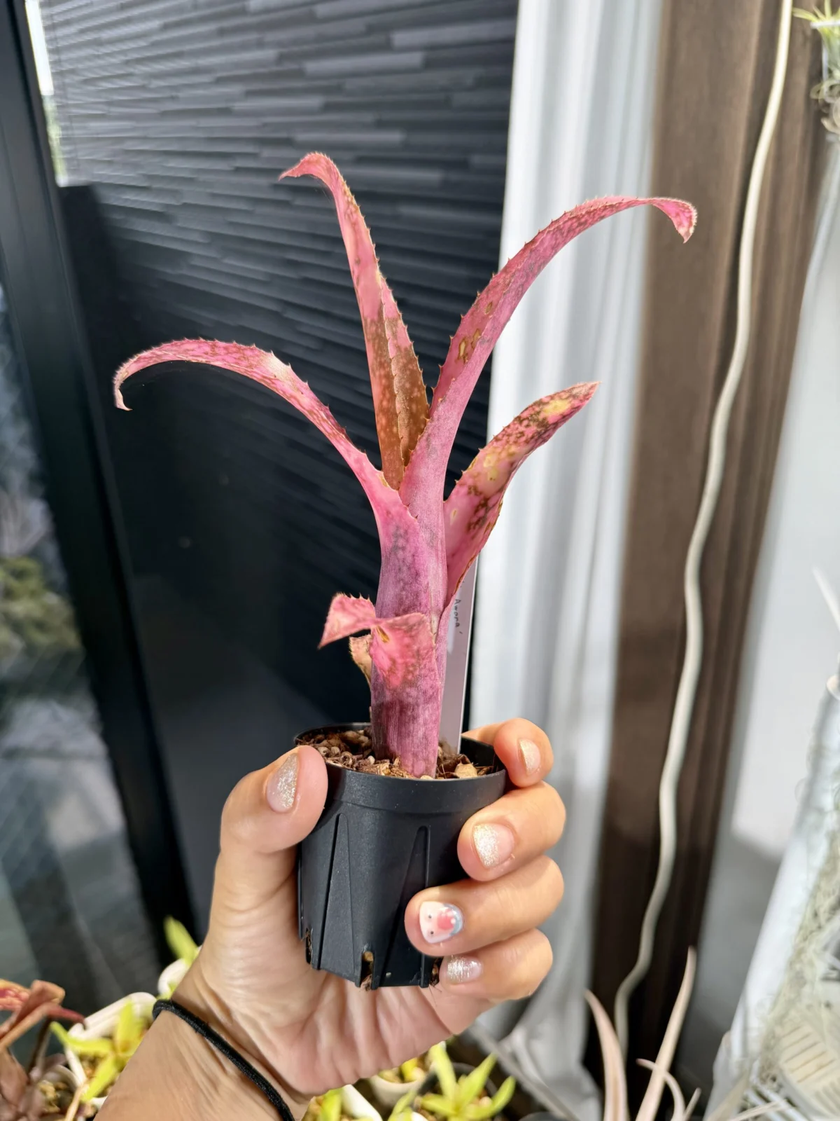 ビルベルギア　フラアウワナ