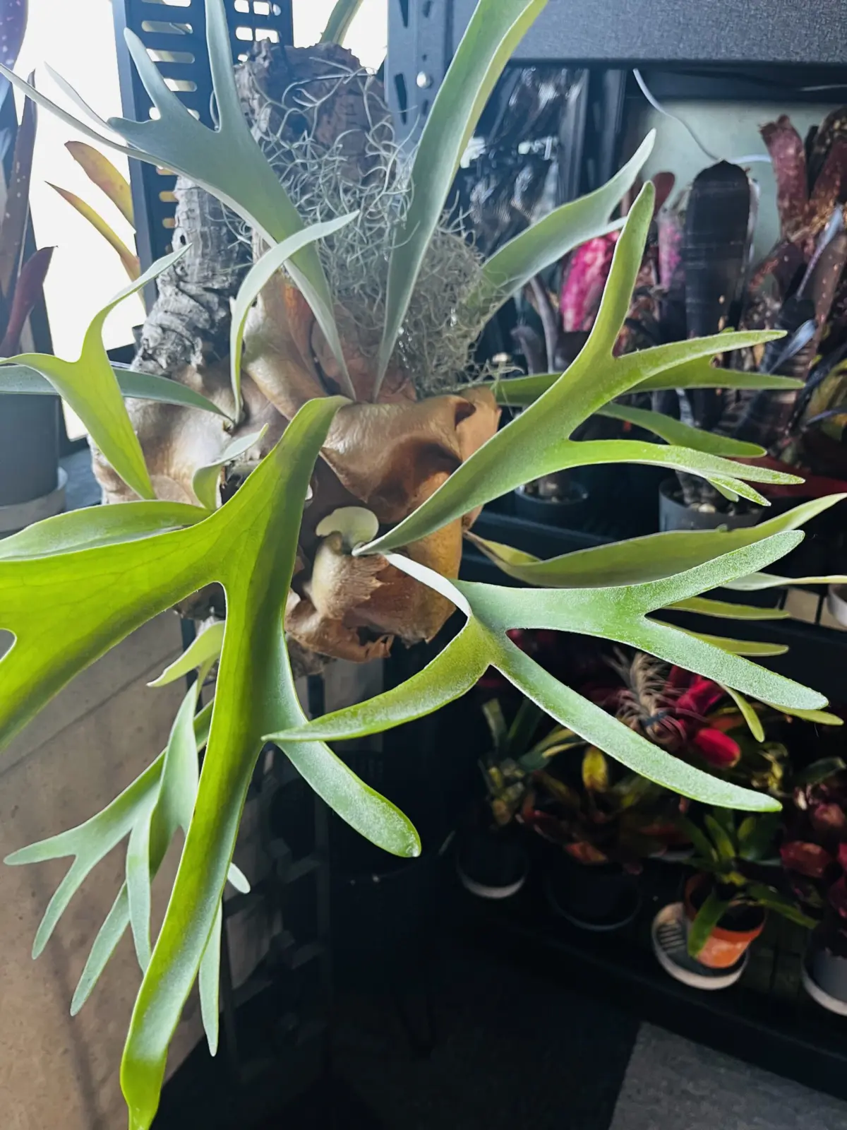 ビカクシダ　ネザーランド