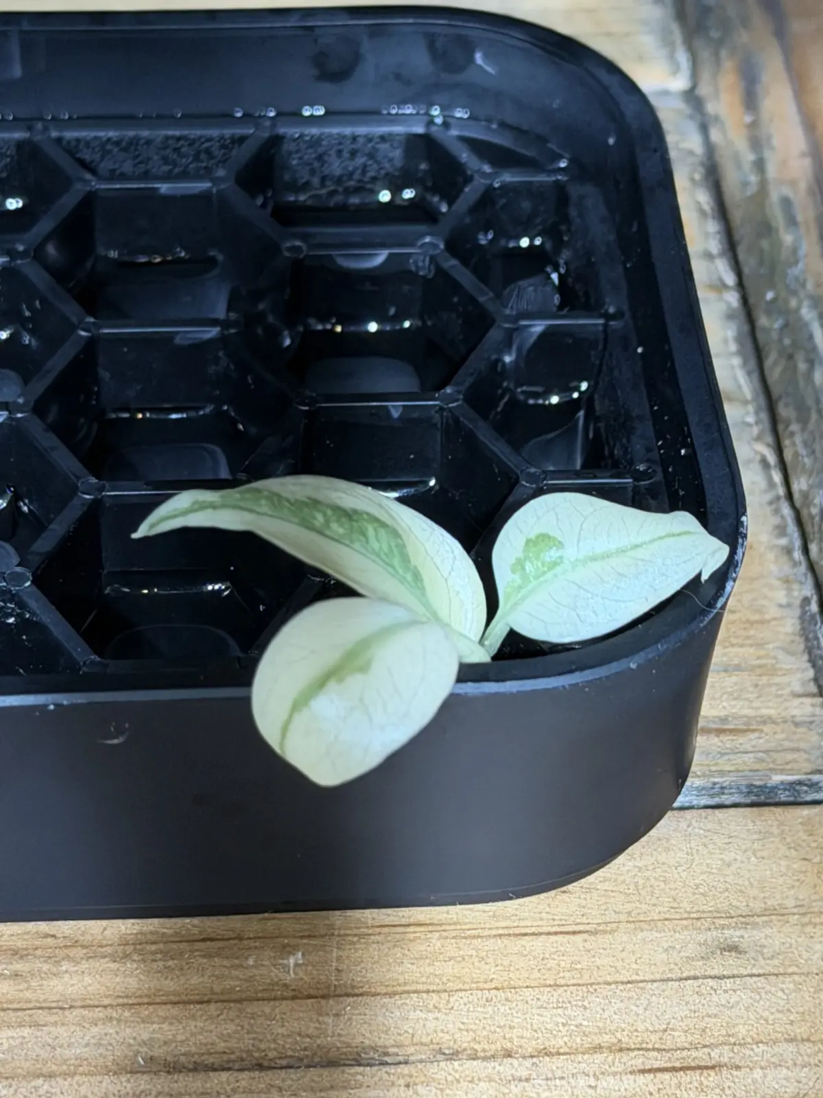 モンステラ　ホワイトラバ　ゴースト