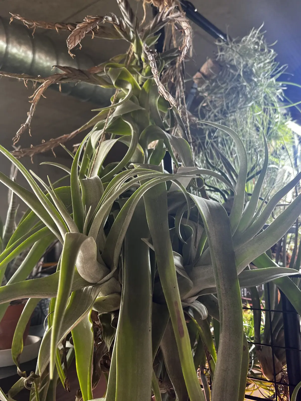 ティランジア　ストレプトフィラ　子株