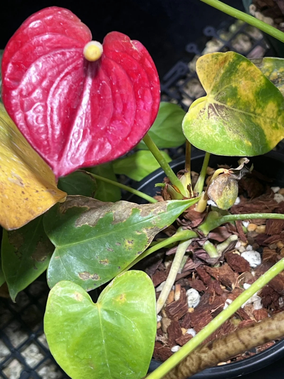 アンスリウム　アンドレアナム