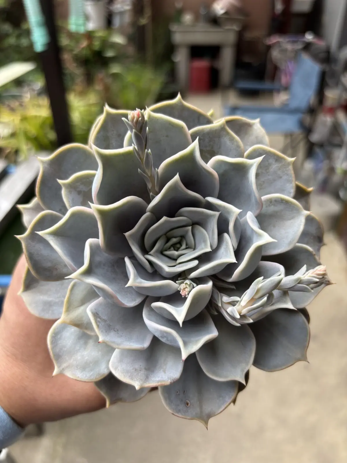 エケベリア　リラシナ　多肉植物