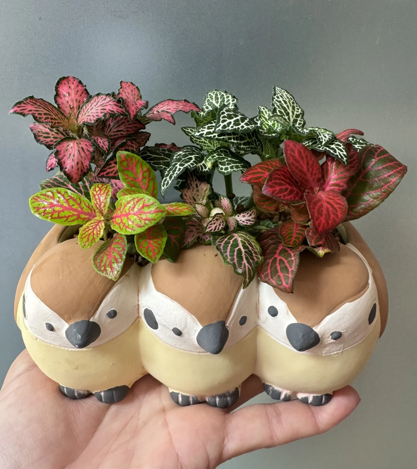 フィットニア　寄せ植え