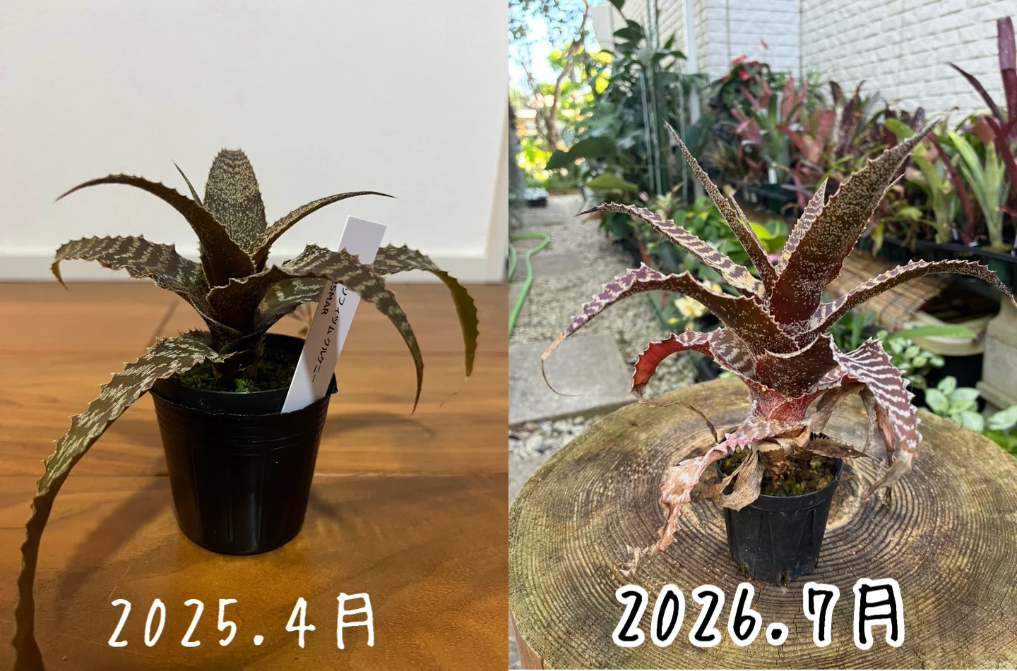 オルソフィツム　グルケニー