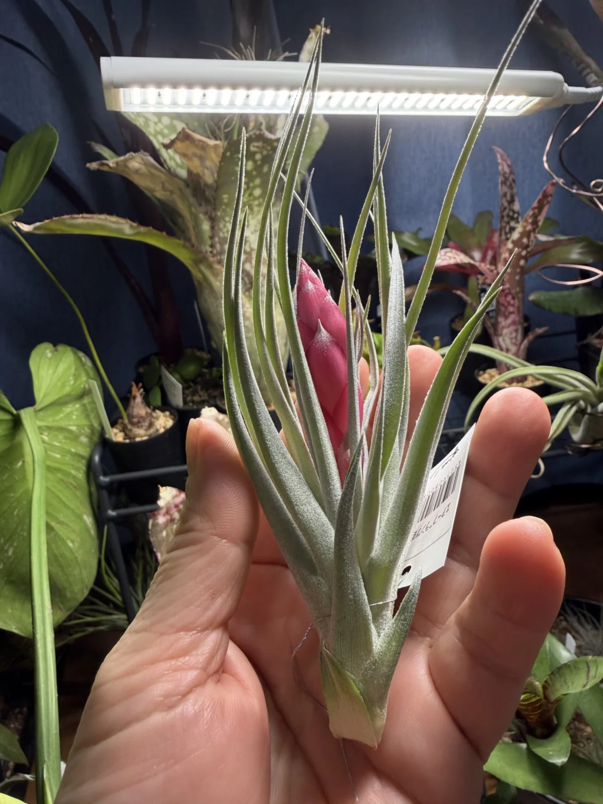 ティランジア ヒューストン