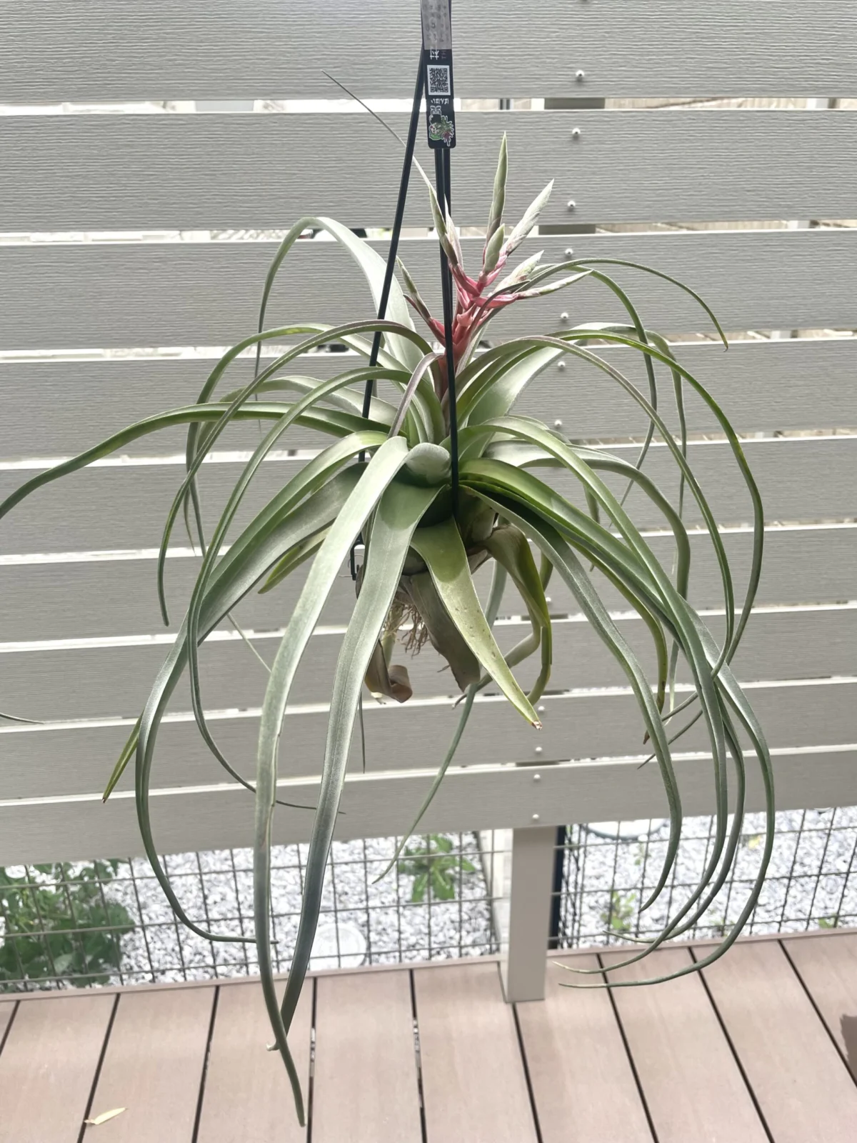 ティランジア　ストレプトフィラ　くるくる