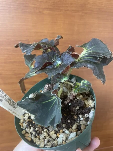ベゴニア　根茎性　ニューファッション　夏越し後の新芽