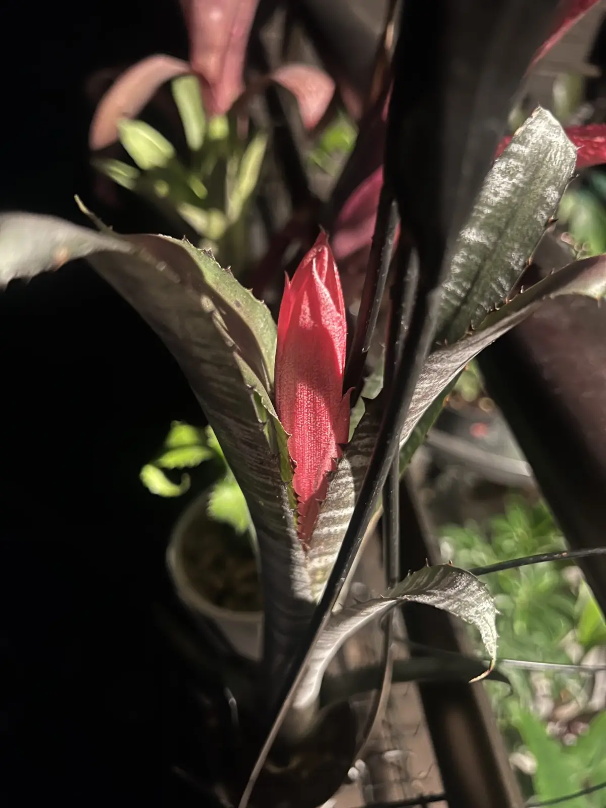 ビルベルギア　パイプライン