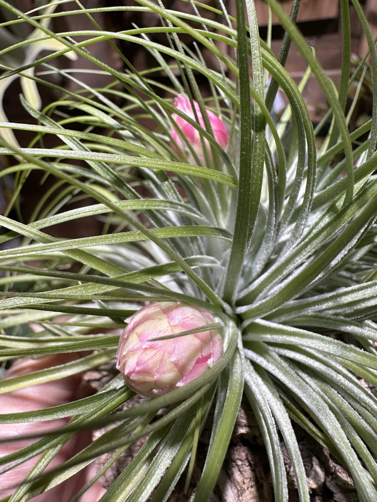 ティランジア ストリクタ マナ