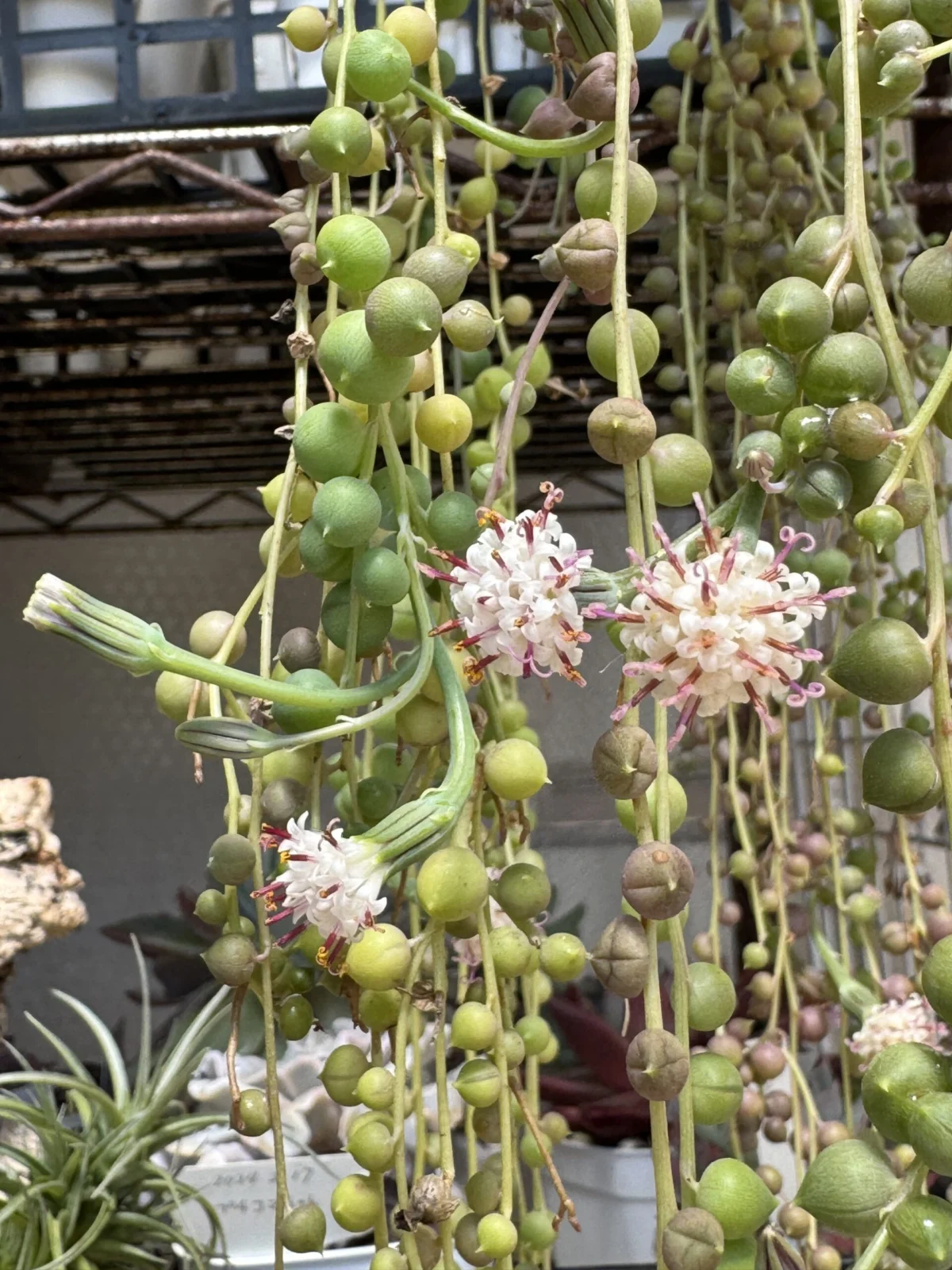 多肉植物　グリーンネックレス　花
