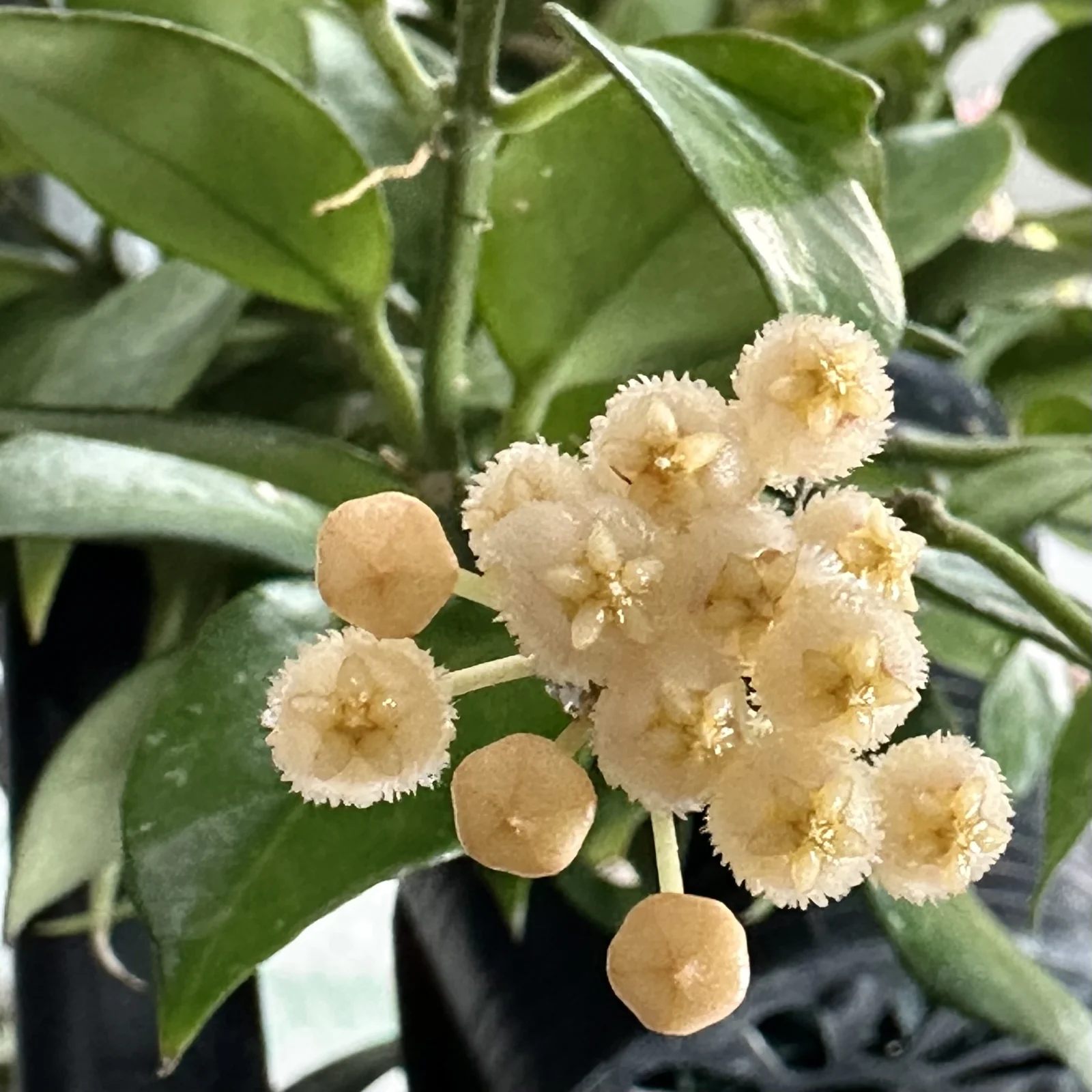 ホヤ　ラクノーサ　花