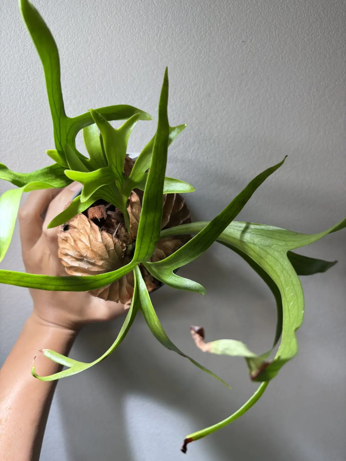 ビカクシダ　コロナリウム　ドラゴンツリー