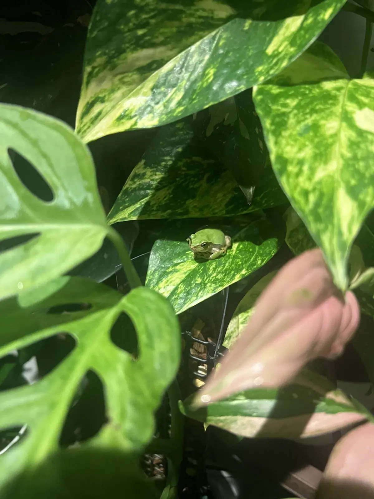 アダンソニー　ポトス　シンゴニウム　カエル