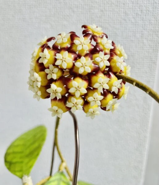 ホヤ　カリストフィラ　花