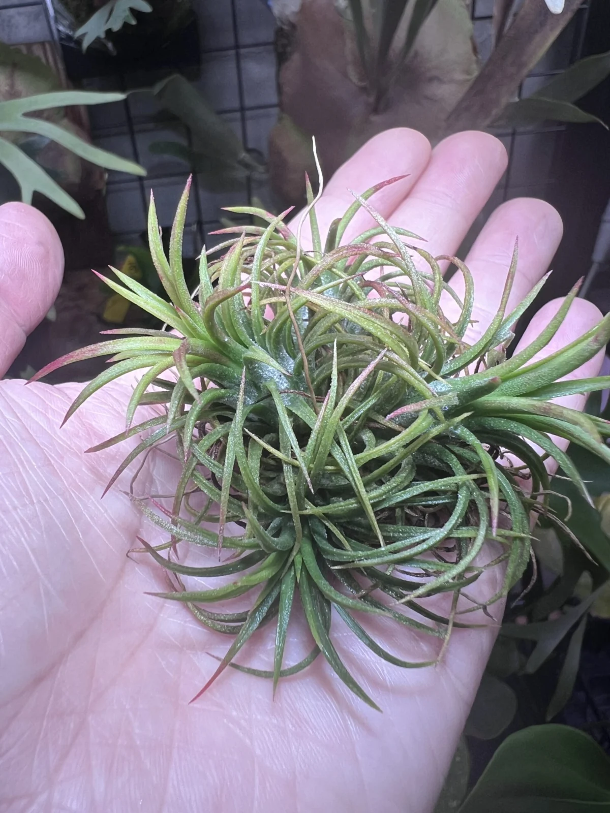 イオナンタ　クランプ