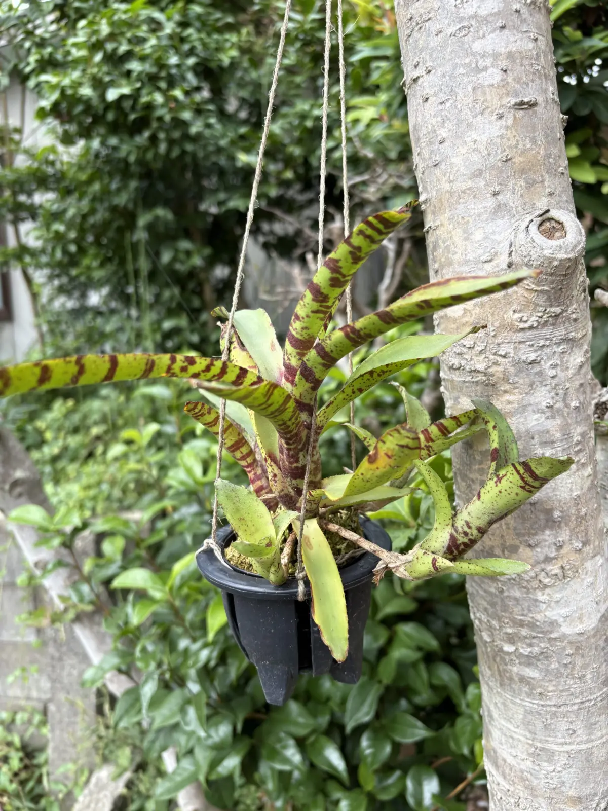 ネオレゲリア　アケソ