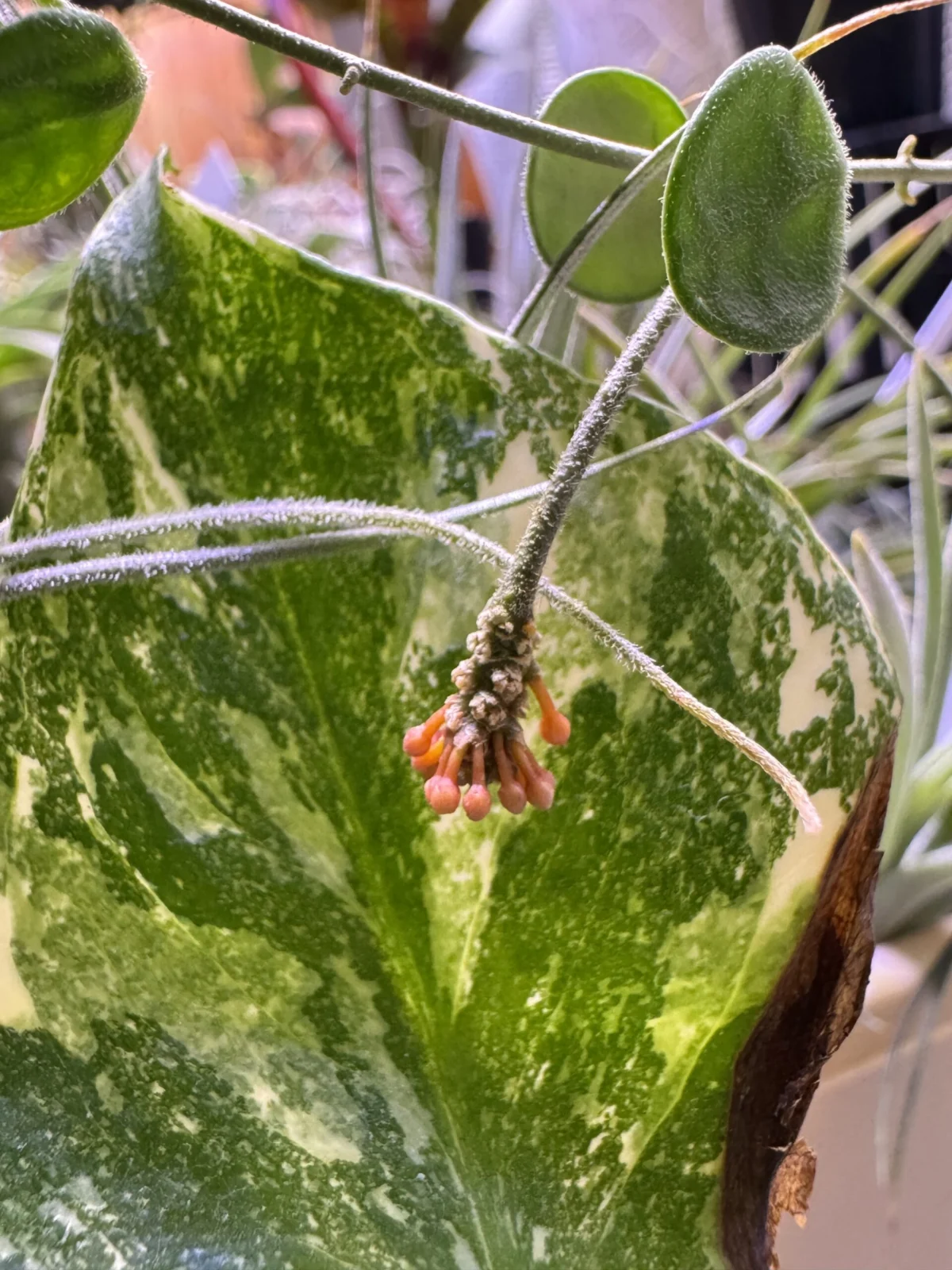 ホヤ　セルペンス　花座