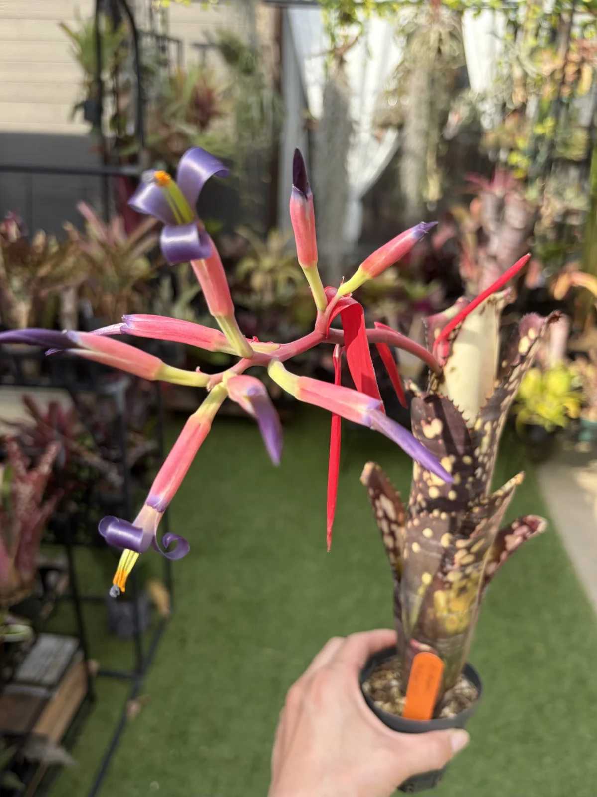 ビルベルギア　ミッドナイトサン　花