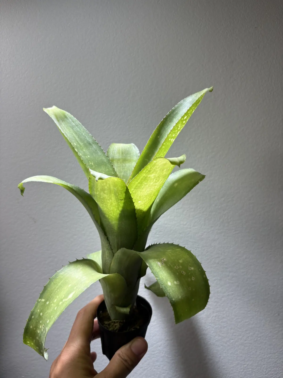 サンデリアーナと何かの交配