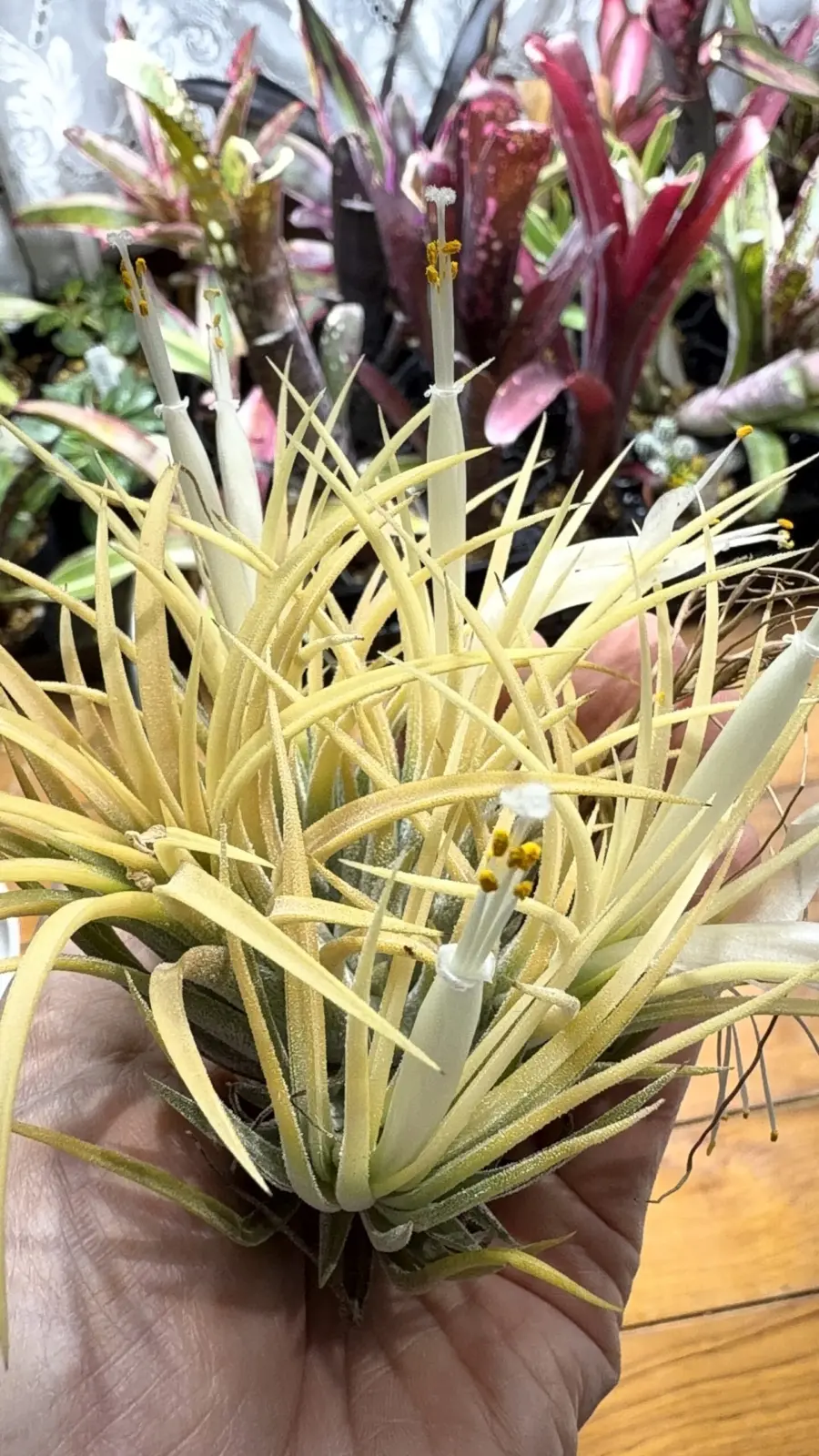 ティランジア　イオナンタ　アルビノ　