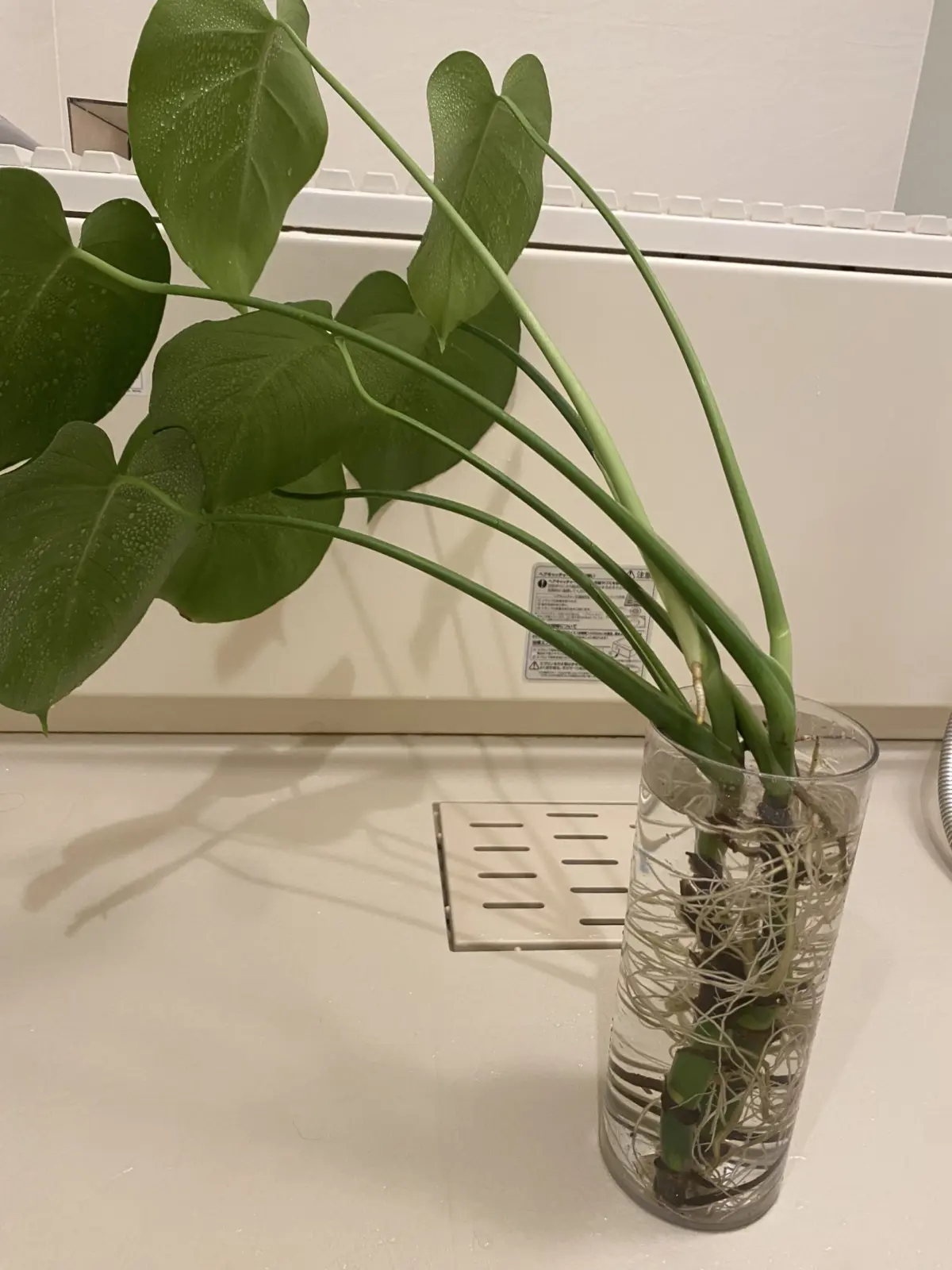 モンステラ デリシオーサ