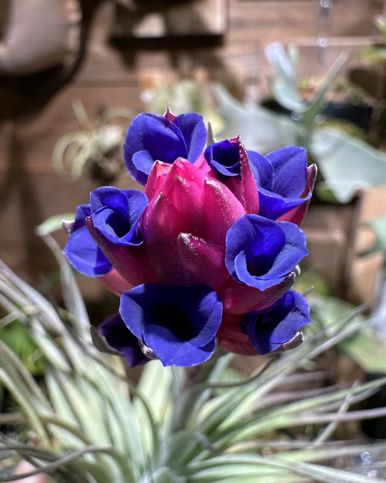 ティランジア ストリクタ 丸い花弁の濃いやつ