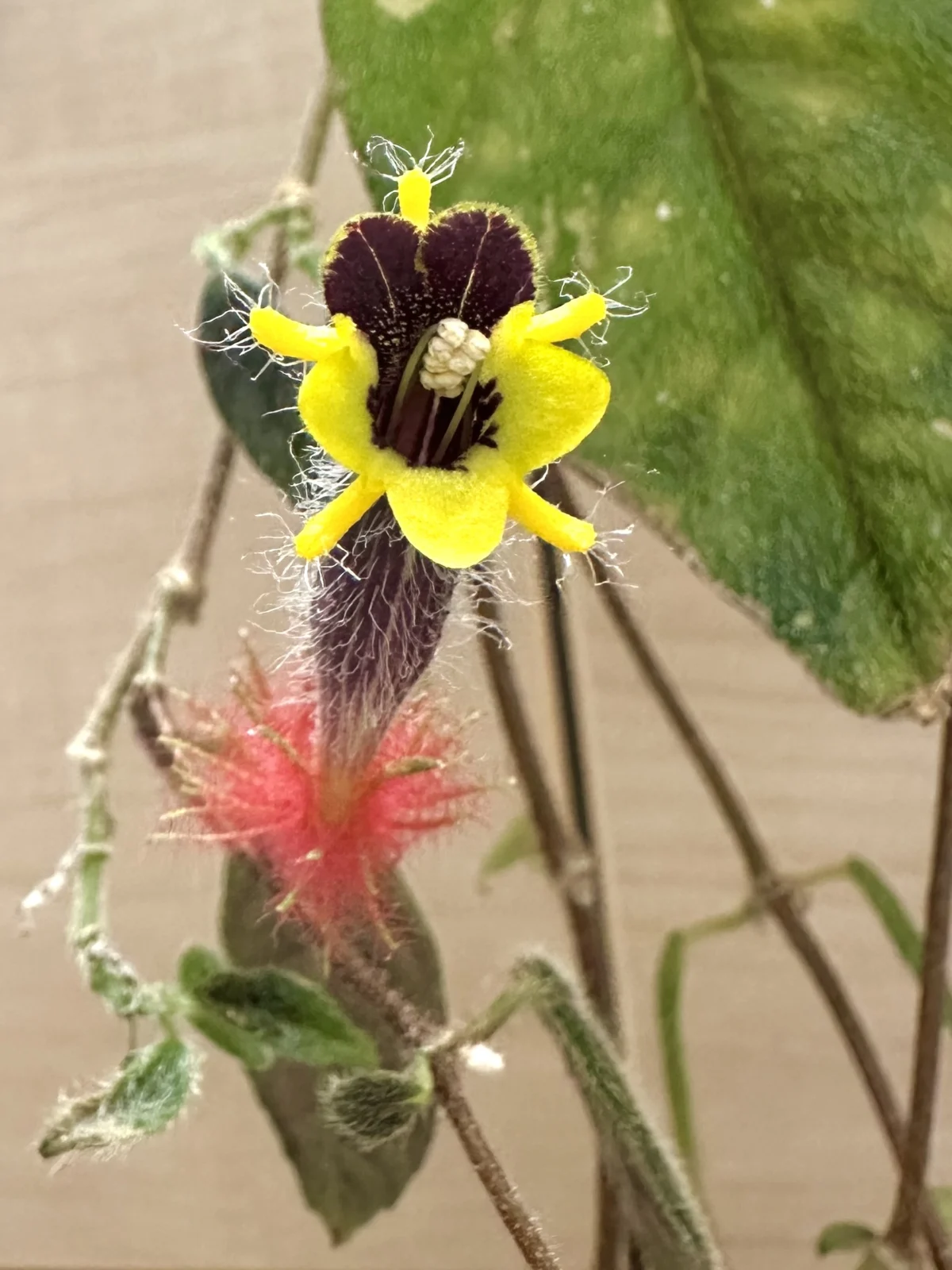 コルムネア　ミノール　タイプ３　花