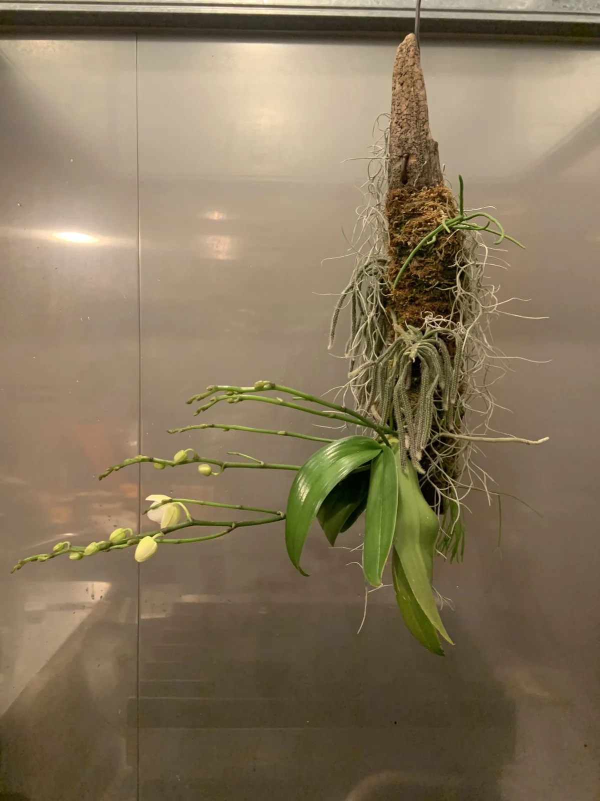 胡蝶蘭　ボウラン　リプサリス