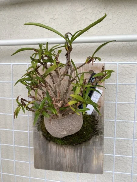 ヒドノフィツム パフィ アリノスダマ 板付け