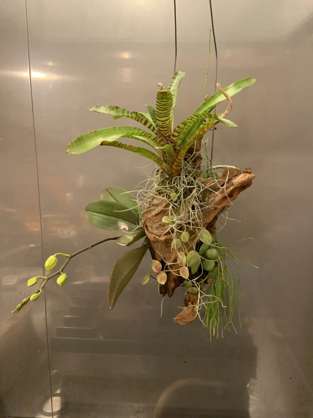 胡蝶蘭　ネオレゲリア　デイスディア　リプサリス