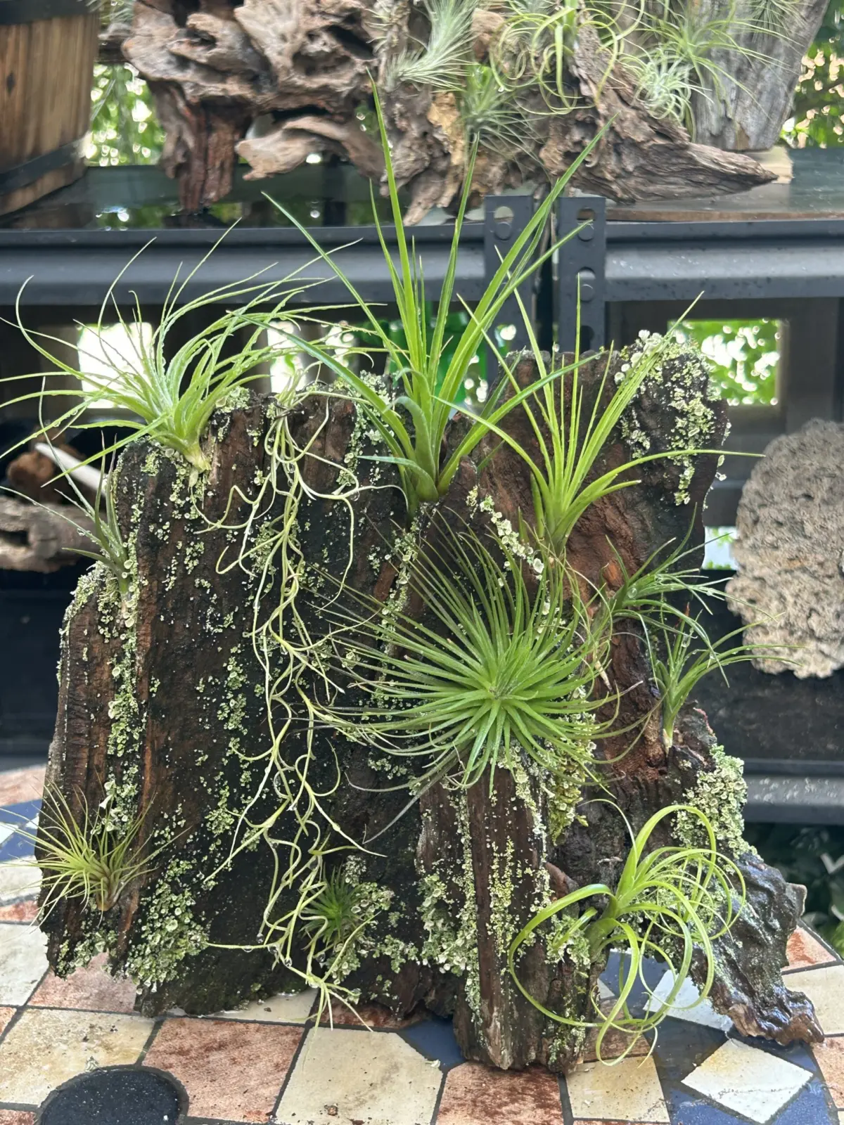 ティランジア　自然木付け