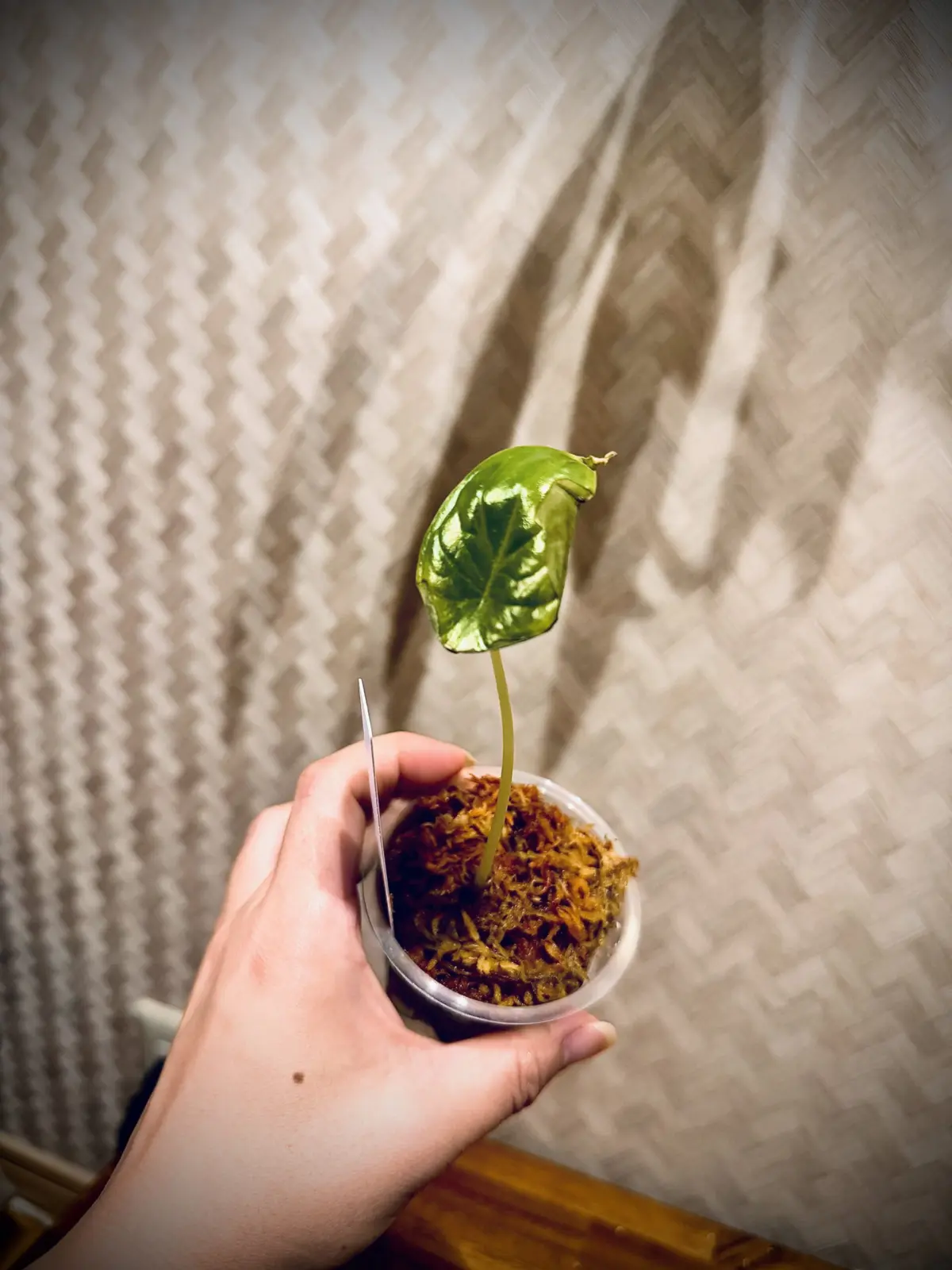 アロカシア　ドラゴンスケール　配送疲れ　暑さダメージ