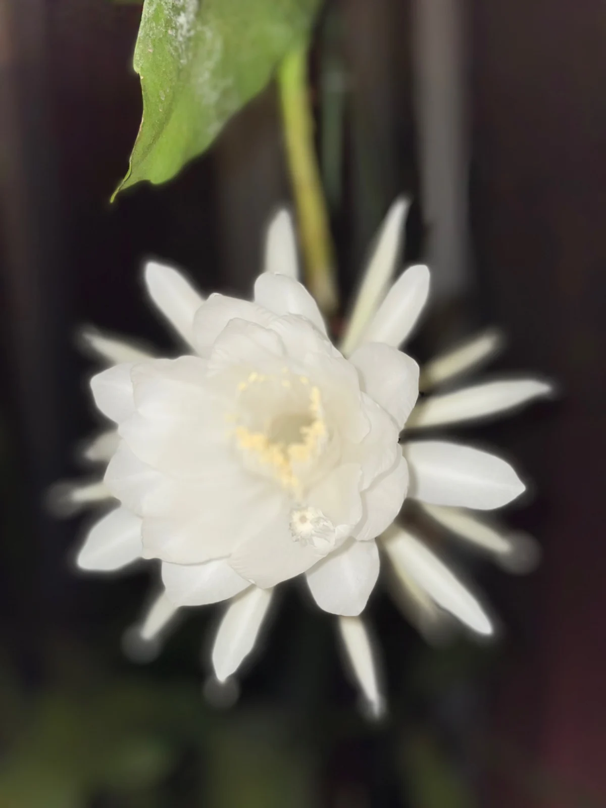 月下美人