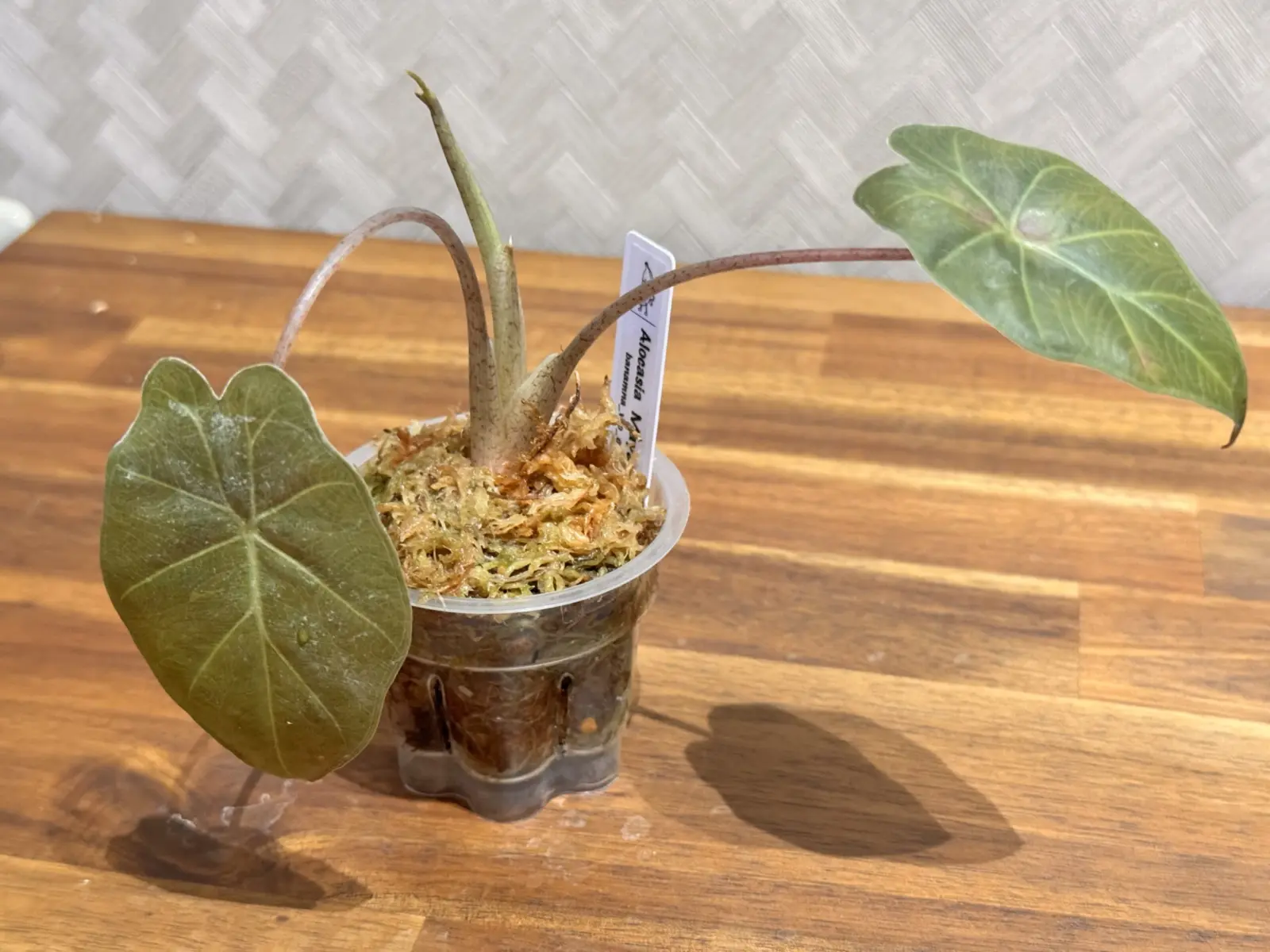 アロカシア　マヤマスク