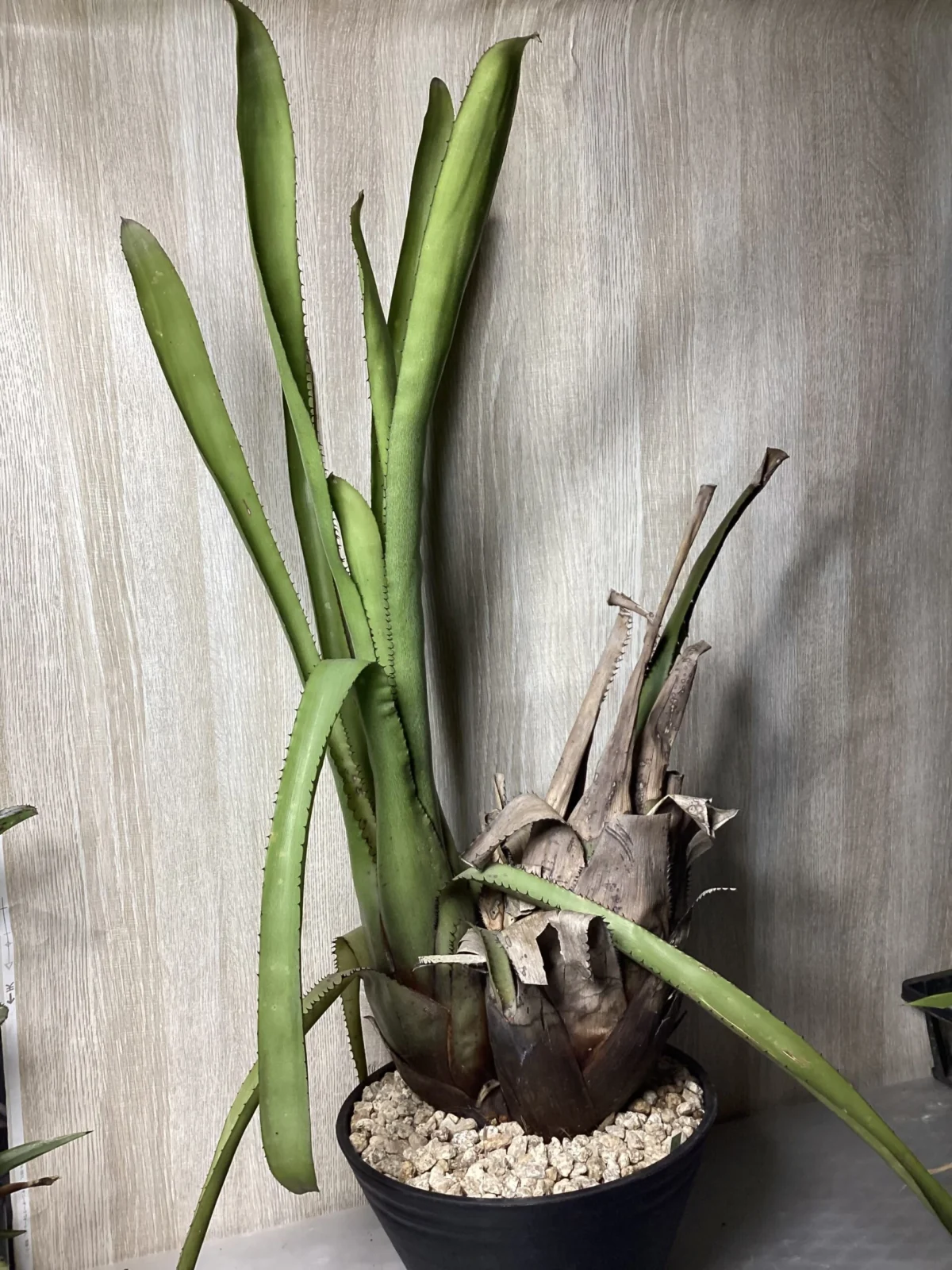 ホヘンベルギア　ラナータ