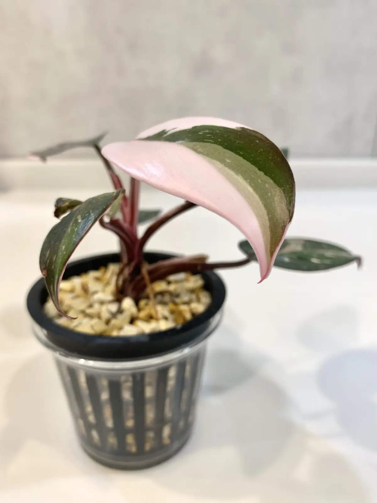 フィロデンドロン　レッドアンダーソン　半水耕栽培