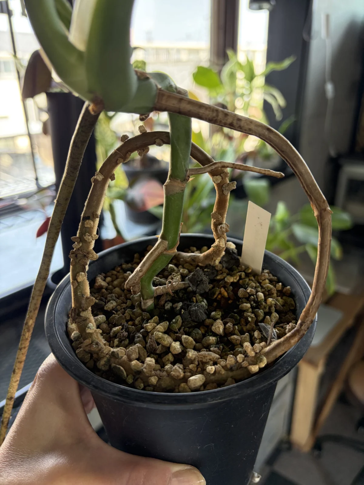 モンステラ タウエリー 気根