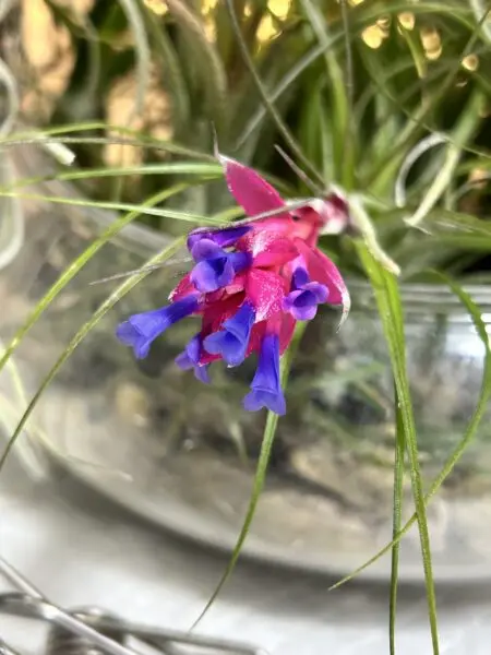 ティランジア　ストリクタ　花　100均