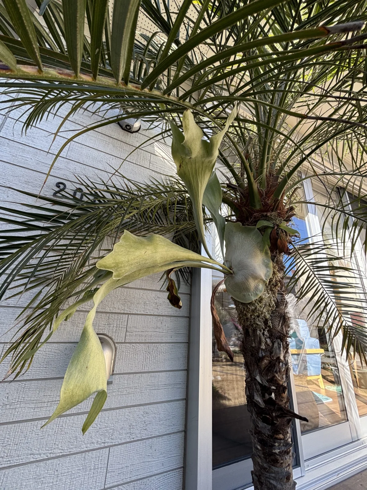 ビカクシダ ビフルカツム