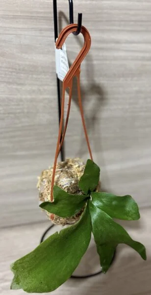 ビカクシダ　品種不明　苔玉挑戦