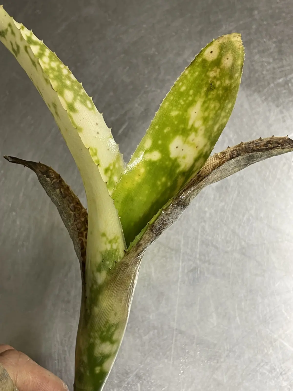 ビルベルギア　寒さによる傷み