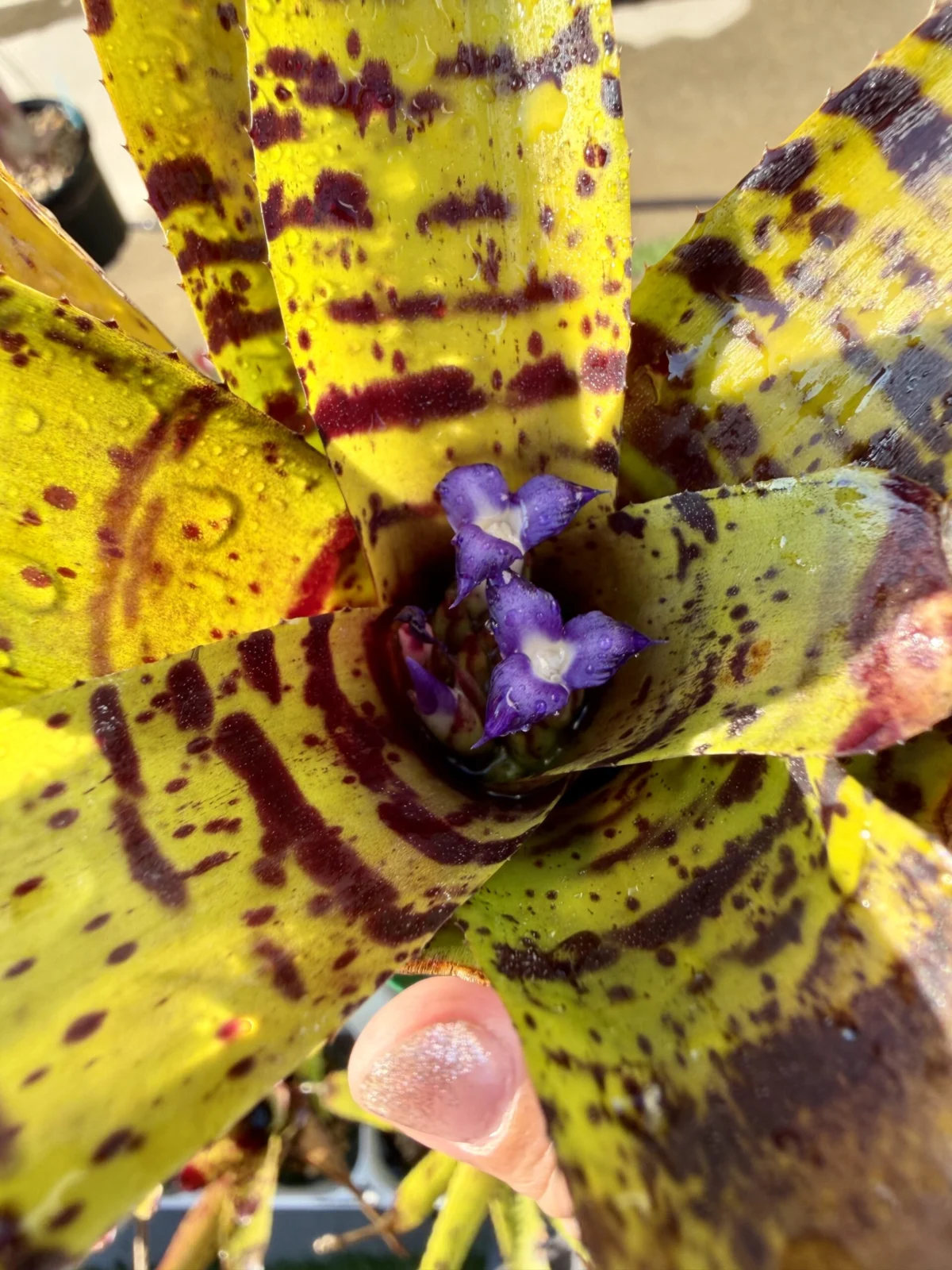 ネオレゲリア　ジャモカ　開花
