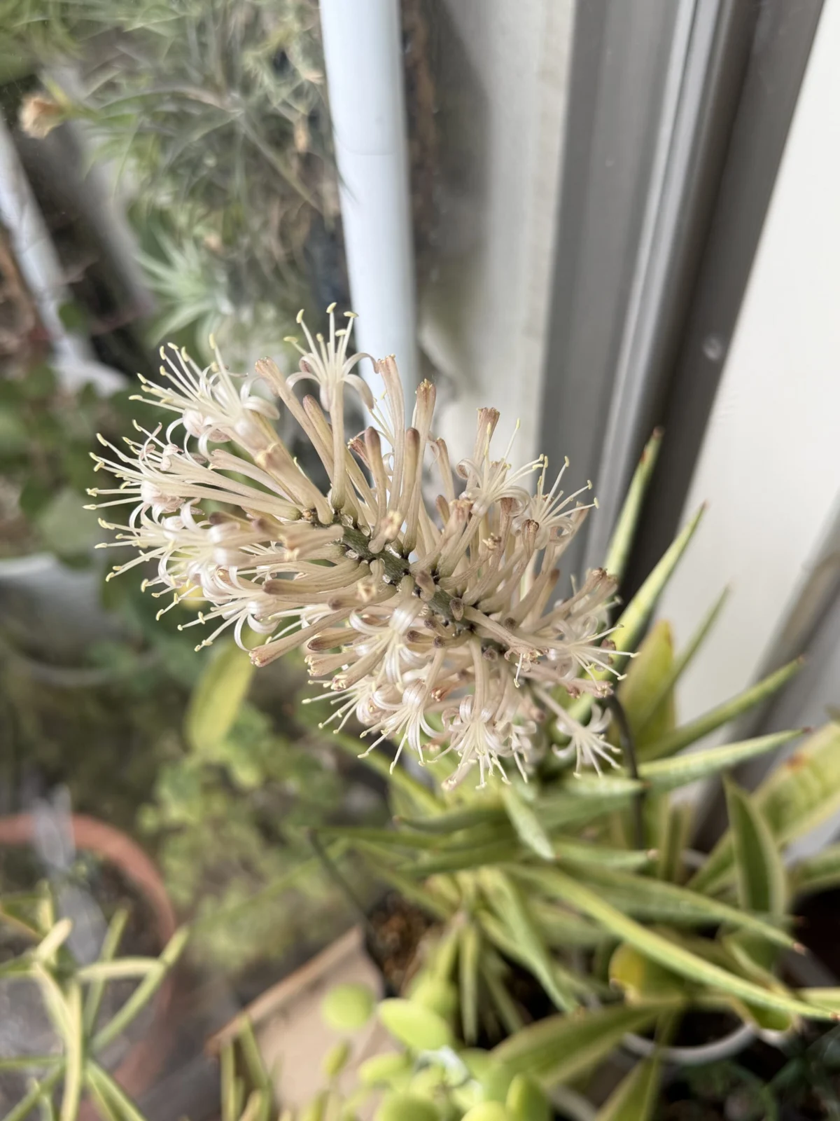 サンスベリア フランシシー バリエガータ 花