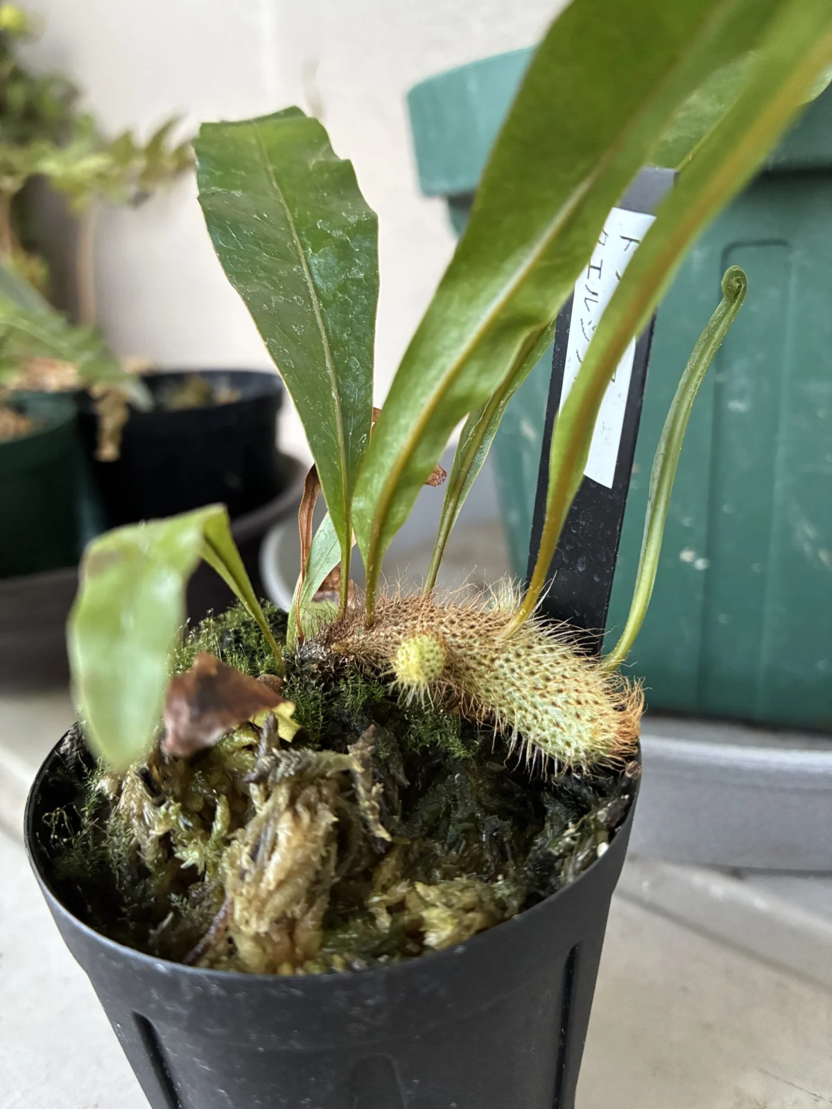 ドリナリア　クエルシフォリア