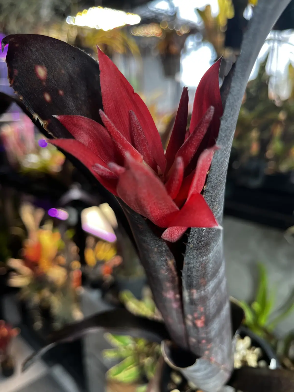 ビルベルギア　ドミンゴスマルティンス×ジョージア　花