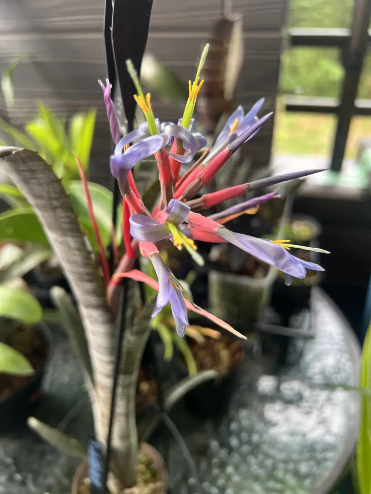 ビルベルギア　パイプライン